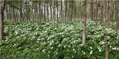 三亿体育手机版