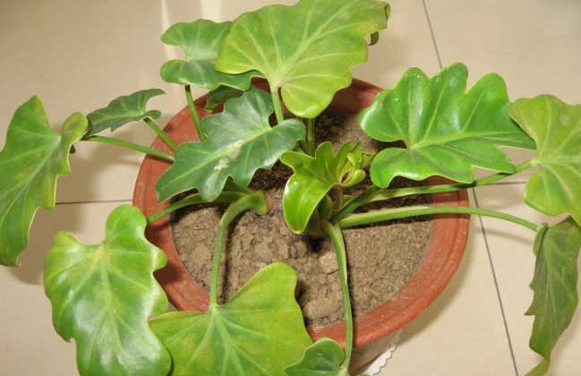 华住酒店集团山东完成百店布局 反驳囚徒困境之说:三亿体育官网(图1) 三亿体育手机版