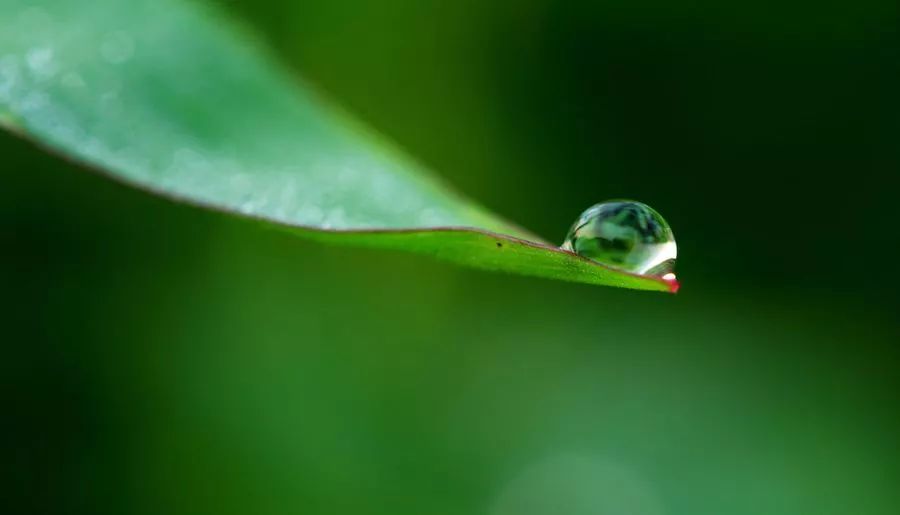 ‘三亿体育官网’板栗蒸鸡翅的做法