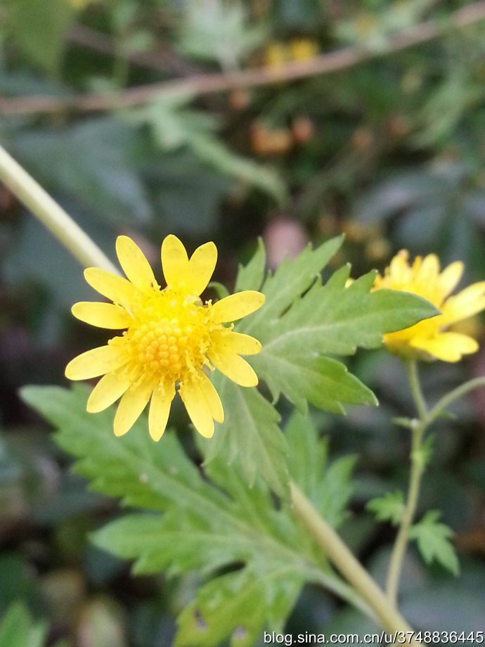 CF手游六一专属武器 棒棒糖大锤武器介绍:三亿体育手机版(图3) 三亿体育手机版