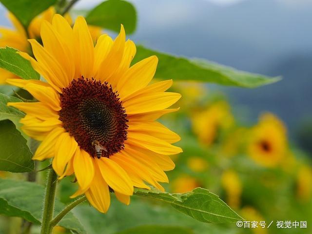 三亿体育：虎牙MSI：VEG无人能敌强势出线DFM祭出黑科技依旧告别赛场